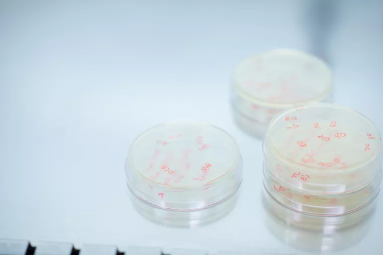 petri dishes