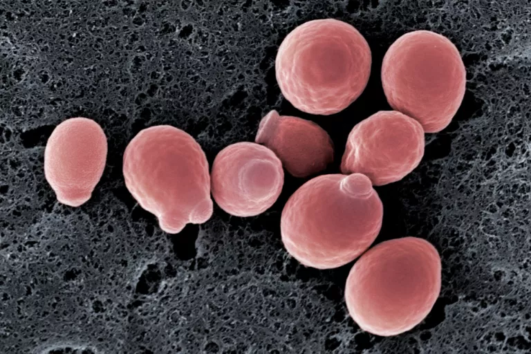 Yeast