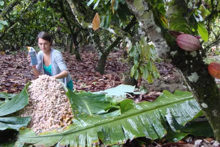 cocoa fermentation