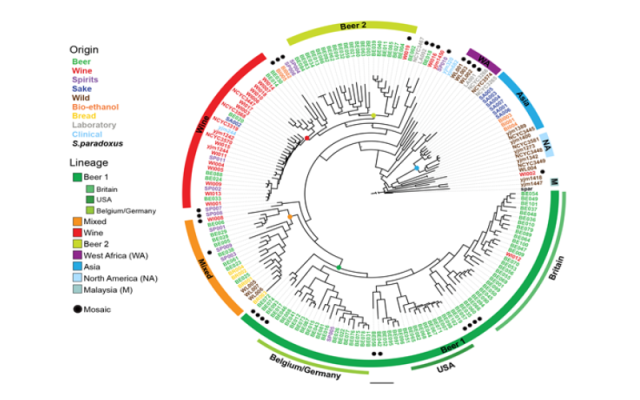 Phylogeny of industrial Saccharomyces cerevisiae strains